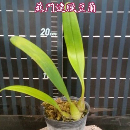 № 1135 Bulb. sumatranum × sib размер 3 