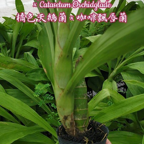 № 1151 Cyc. Taiwan Gold Orange × Catasetum Orchidglade размер 3,5 