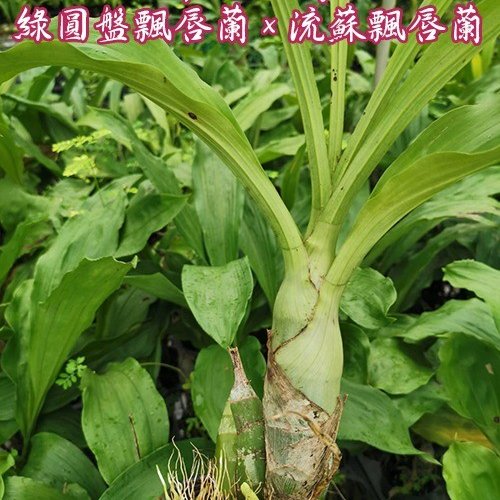 № 1152 Catasetum pileatum × fimbriatum размер 3,0 