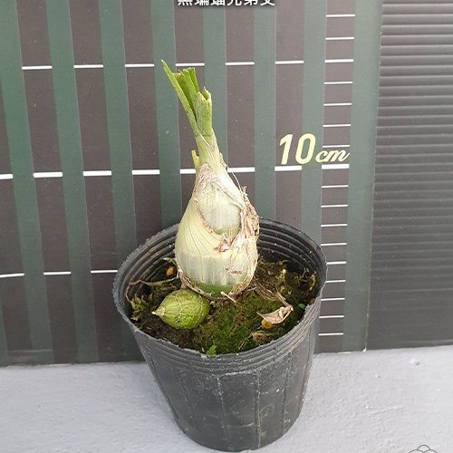 № 1169  Catasetum tenebrosum × sib размер 3,0 
