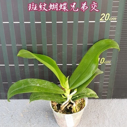 № 309 Фаленопсис zebrina × sib  размер 2.5 Уценка