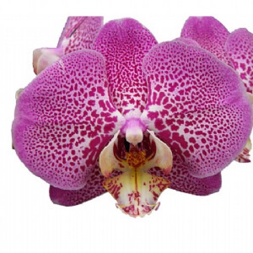 № 524 Phal. Younghome Maple Red размер 2,5