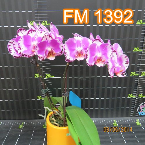 № 820 Фаленопсис FM1392 размер 1,7 (Имеется вариация цветения)