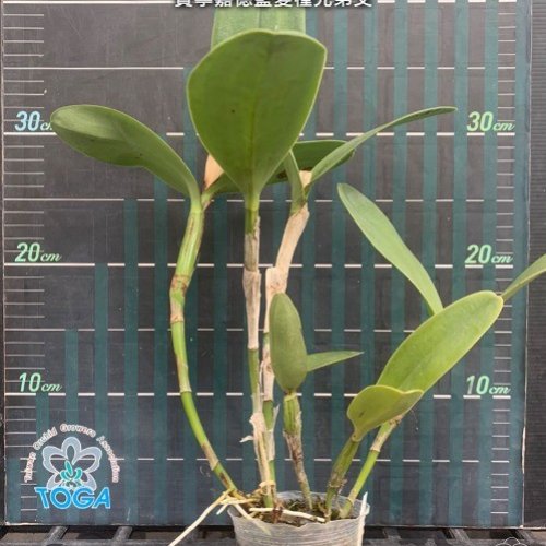 № 905 Каттлея bowringiana var. coerulea × sib размер 2,5