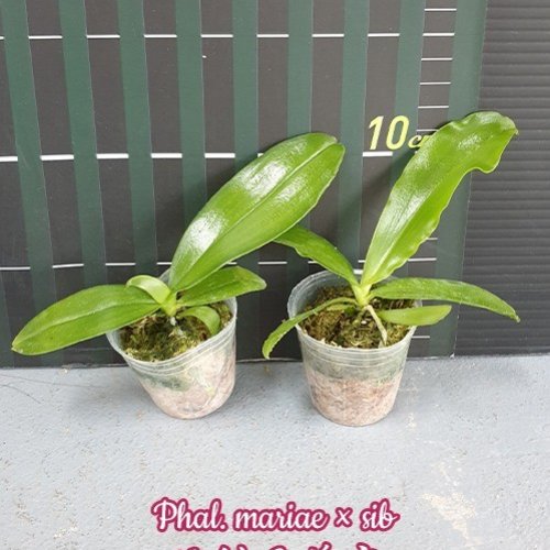 № 914 Фаленопсис mariae × sib размер 2,5