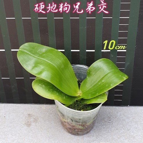 № 923 Фаленопсис violacea var. indigo × sib размер 2,5