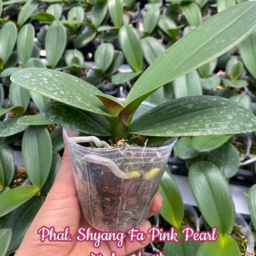 № 981 Фаленопсис Shyang Fa Pink Pearl размер 2,5