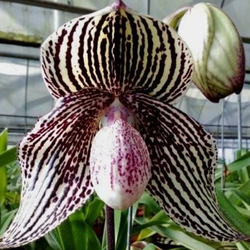 Paph. Daisy Barclay (= Paph. godefroyae × Paph. rothschildianum) размер 3.5&quot;