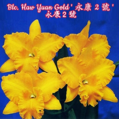 № 1028 Катея Haw Yuan Gold Ароматная  размер 4,5 