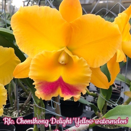 № 1039 Катлея Chomthong Delight &#039;Yellow watermelon&#039; размер 4,0