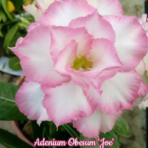 № 1124 Adenium Obesum &#039;Joe&#039; размер 5 