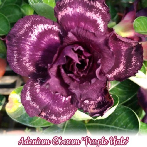№ 1126 Adenium Obesum &#039;Purple Halo&#039; размер 5 