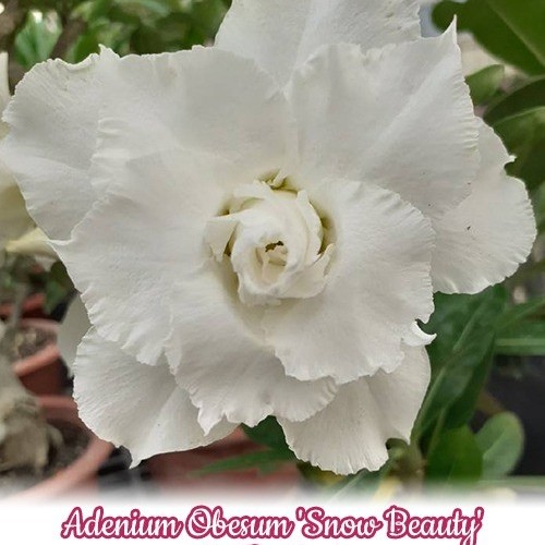 № 1128 Adenium Obesum &#039;Snow Beauty&#039; размер 5 