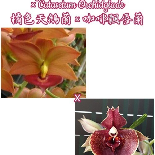 № 1151 Cyc. Taiwan Gold Orange × Catasetum Orchidglade размер 3,5 