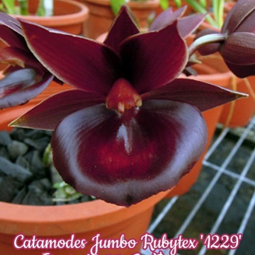 № 1154 Catamodes Jumbo Rubytex &#039;1229&#039; размер 5,0 цена 2600 (Исключительно под заказ)