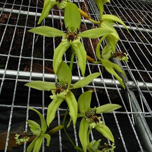 № 1172 Coelogyne pandurata × sib размер 3,0 