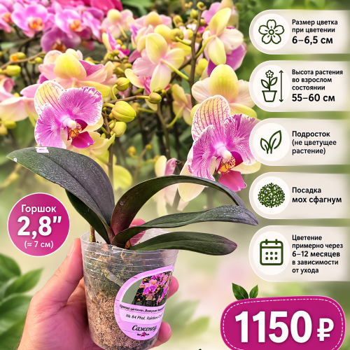 № В4 Phal. Rainbow Candy размер горшка 2,8 дюйма  АКЦИЯ