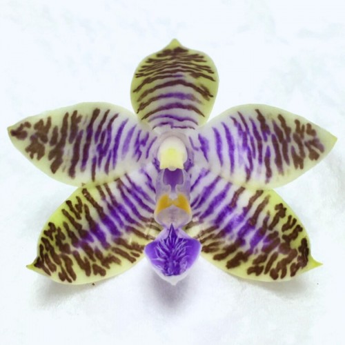 № 1М Phal. lueddemanniana f. coerulea ‘Blue Duke’ (Clone) размер 2,5 