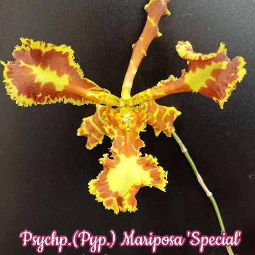 № 322 Psychp.(Pyp.) Mariposa &#039;Special&#039; размер 2,5
