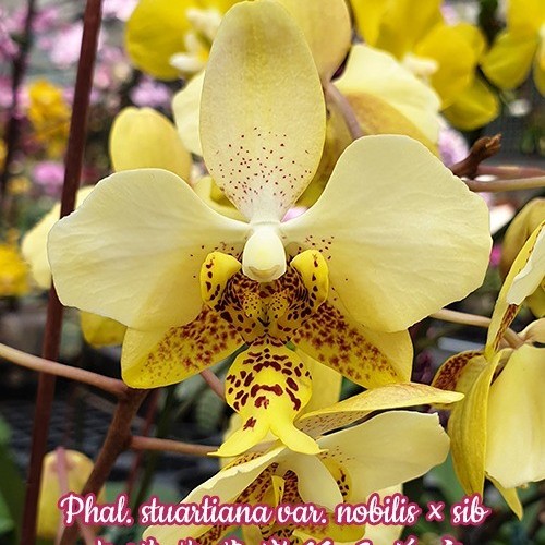 № 334 Phal. stuartiana var. nobilis × sib  размер 1.7 