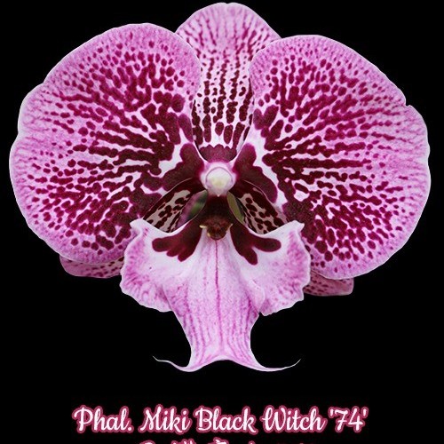 № 343 Phal. Miki Black Witch 74 размер 2.5
