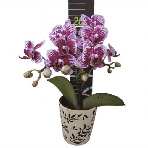 № 500 Phal. Younghome Summer размер 2.5