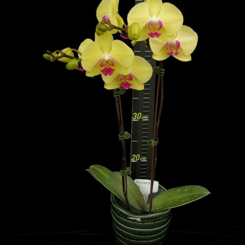 № 507  Phal. Younghome Golden размер 1,7 