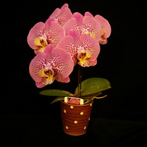 № 524 Phal. Younghome Maple Red размер 2,5