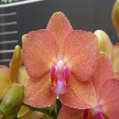 № 563 Phal. Younghome Lucky Leopard  размер 1,7 