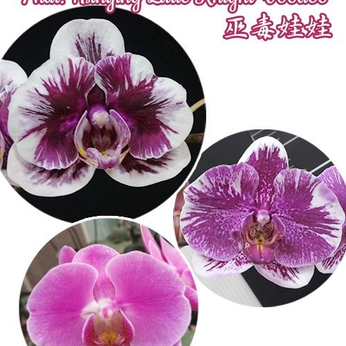№ 607 Phal. Hsinying Little Knight &#039;Voodoo&#039; размер 1,7