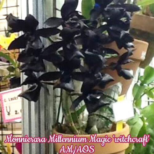 № 703 Monnierara Millennium Magic &#039;witchcraft&#039;  размер 2,5