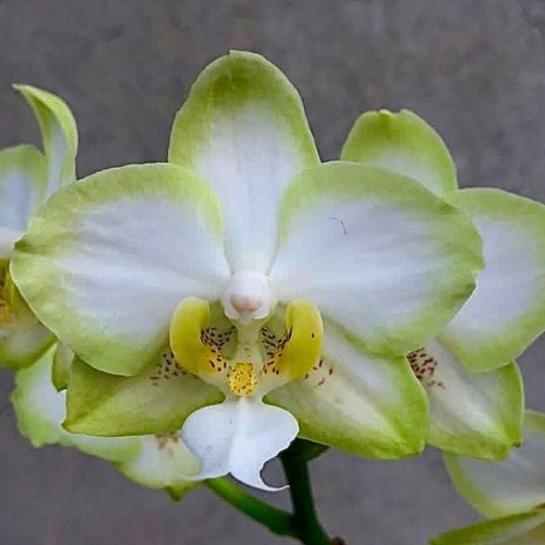 № 839 Фаленопсис  White Jade размер горшка 2,8 дюйма