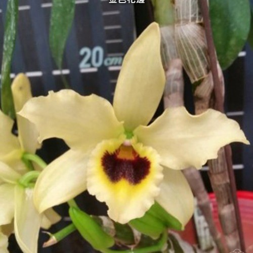 № 906  Дендробиум Golden Blossom &#039;Marginata&#039; размер 2,5