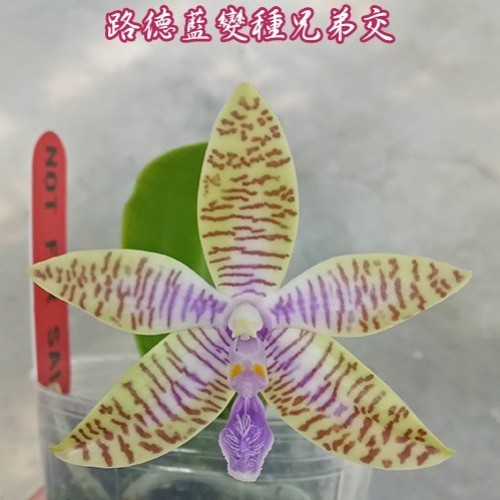 № 913 Фаленопсис lueddemanniana var. coerulea × sib размер 1,5