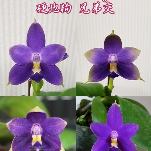 № 923 Фаленопсис violacea var. indigo × sib размер 2,5