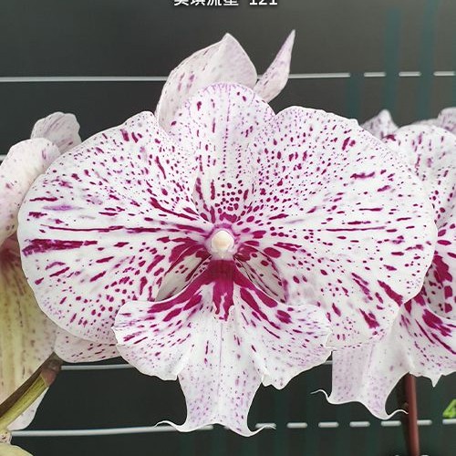 № 059 Phal. Miki Meteor 121 размер горшка 2,5 дюйма