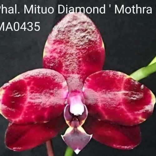№ 2142 MO746 Phal. Mituo Diamond &quot;Mothra&quot; размер 2.5 
