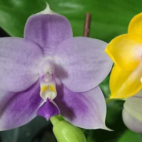 № 2151 AMM13 Phal (P. Mituo Gelb Eagle &#039;Oriole&#039; X P. Mituo Purple Dragon &#039;B37&#039;) размер 2.5”