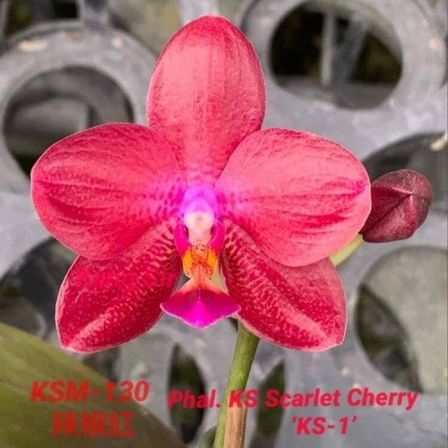 № 2152 Phal.KS Scarlet Cherry ‘KS-1’ размер 2.5”
