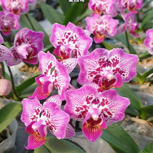 30 Phal Formosa Cranberry Wilson 2 5 