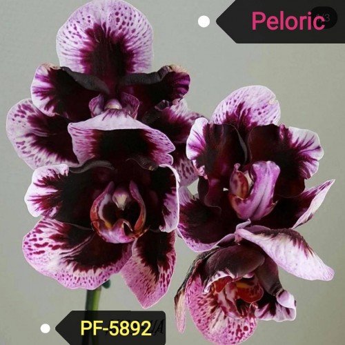 № 4158 Фаленопсис PF-5892 размер 2,5   Возможна Вариация Цветения