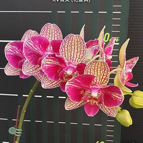№ 459 Phal. KV Smile (peloric) размер горшка 2,5 дюйма