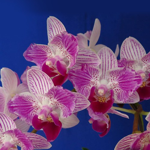 № 487 Phal. Sogo Elegance 70475 размер горшка 2,5 дюйма  акция