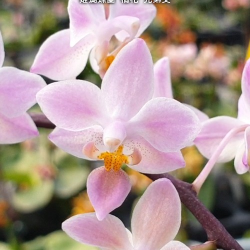 № 497 Phal. equestris Orange  sib размер горшка 2,5 дюйма