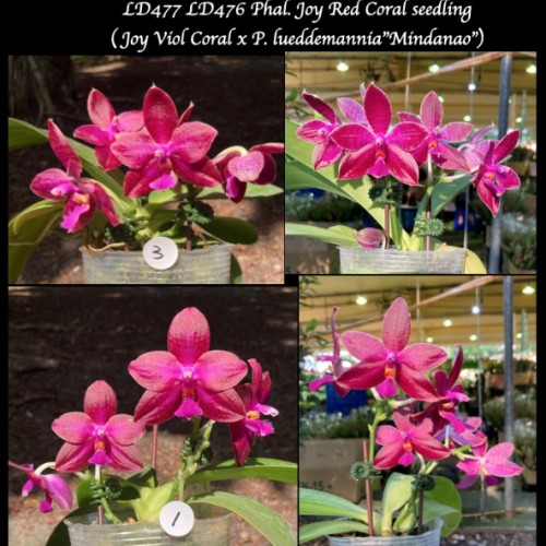 № 541 Phal. Joy Red Coral Арома размер горшка 3,0 дюйма