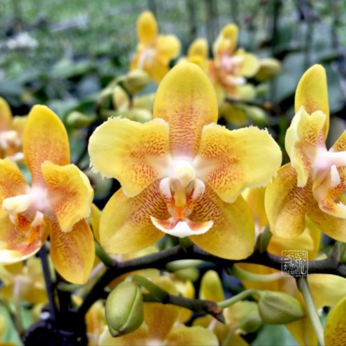 № 547 Phal. KS Balm ‘Yellow-Orange Peloric’ stem prop размер горшка 2,5 дюйма 