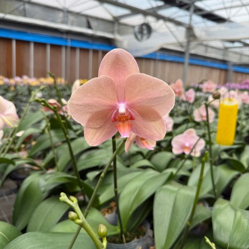 № 562 Phal.Aquarius размер горшка 2,5 дюйма 