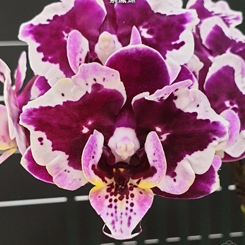 № 702 Phal. Miki Violet Butterfly  размер 2,5 