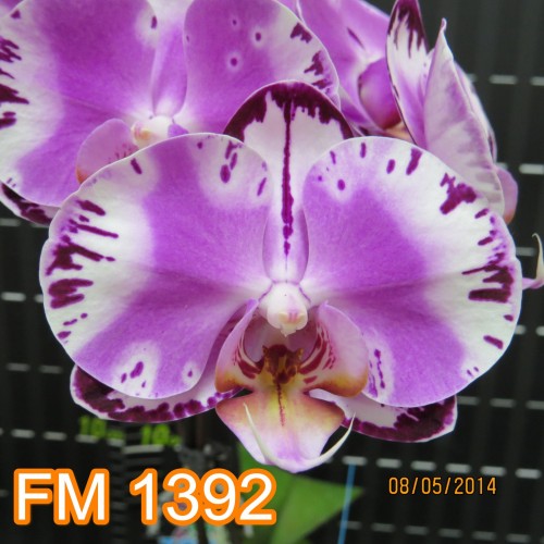№ 820 Фаленопсис FM1392 размер 1,7 (Имеется вариация цветения)