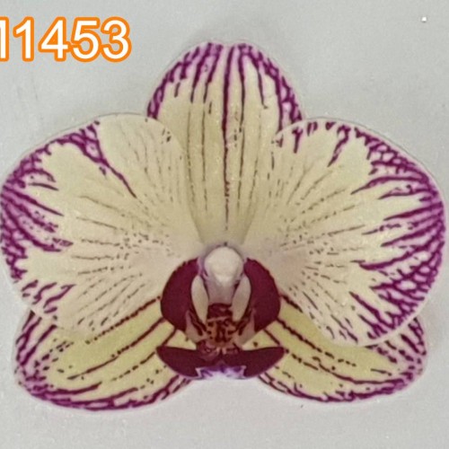 № 821 Фаленопсис FM1453 размер 1,7  (Имеется вариация цветения)